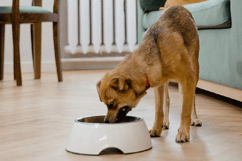Diety dla zwierząt domowych oparte na surowym mięsie