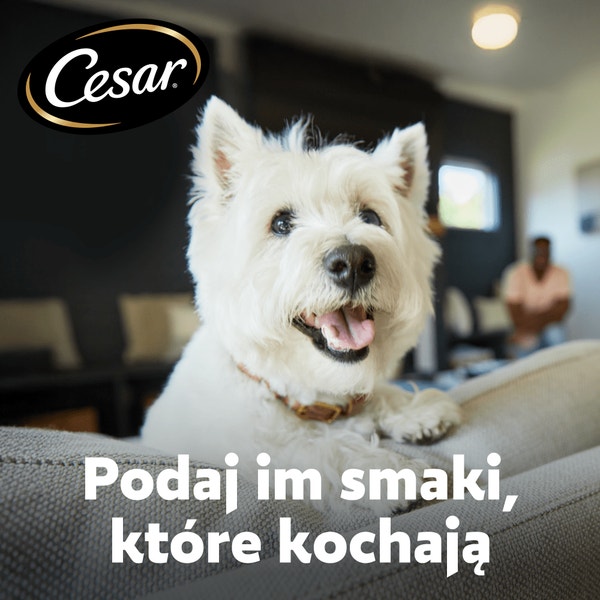 CESAR® Adult Sucha karma dla psów ze Świeżym Kurczakiem, Łososiem i Warzywami 800 g image 2